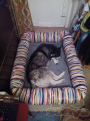Лежак для кошки, собаки с двумя подушками.